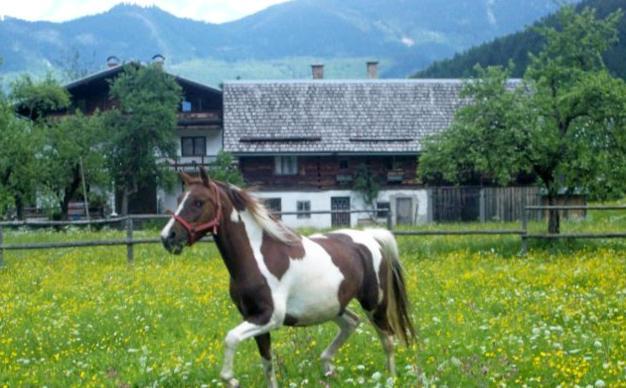 Jugendgaestehaus Gosauschmied Exterior photo